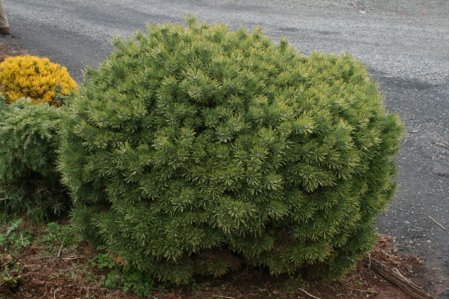 Pinus sylvestris Saxatilis