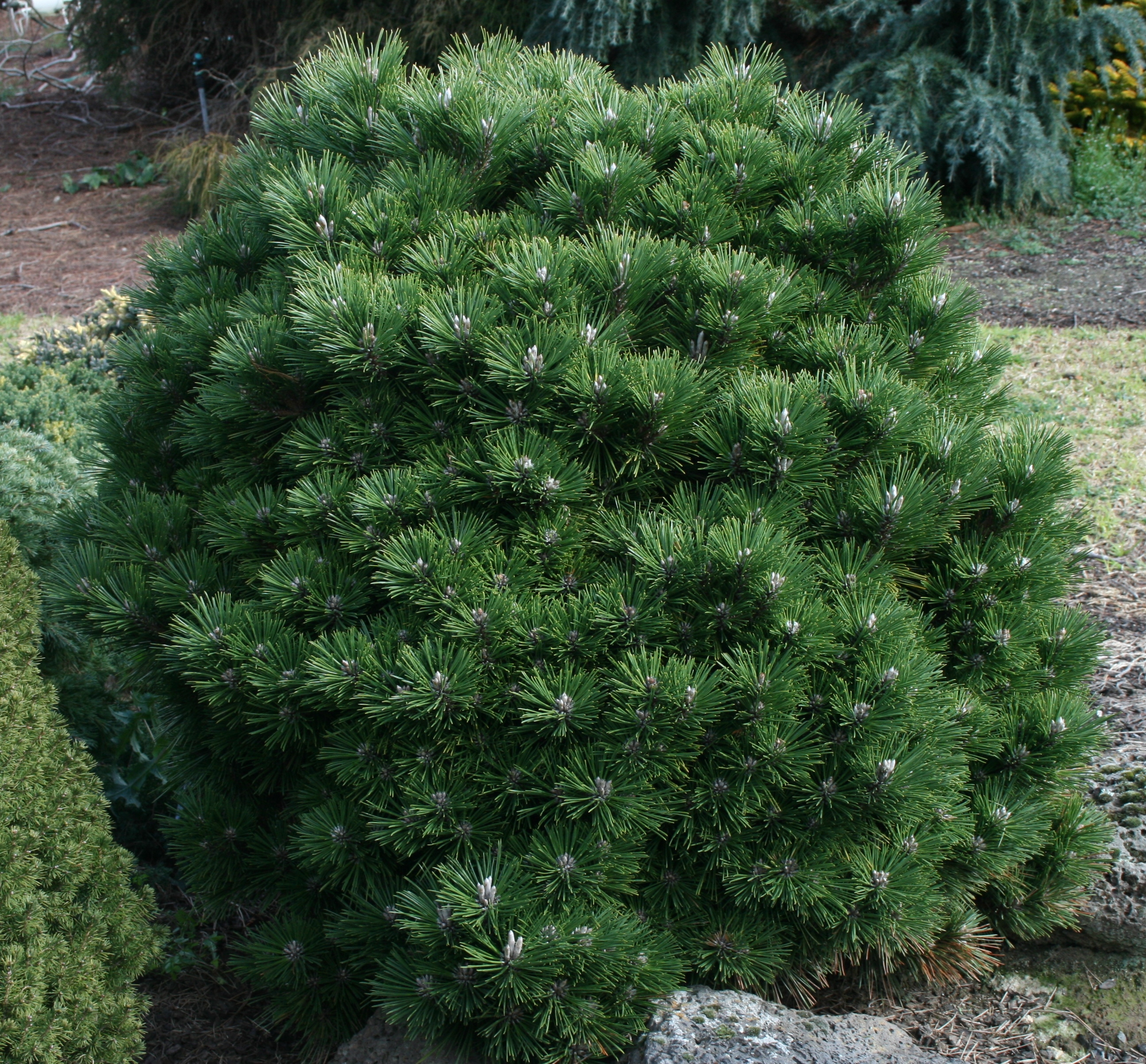 Pinus thunbergii Emery's Dwarf