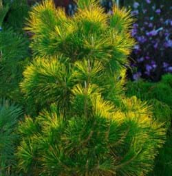Pinus thunbergii Ogon