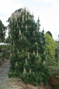 Pinus thunbergii Thunderhead