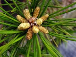Pinus thunbergii