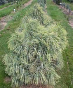 Pinus wallichiana Frosty