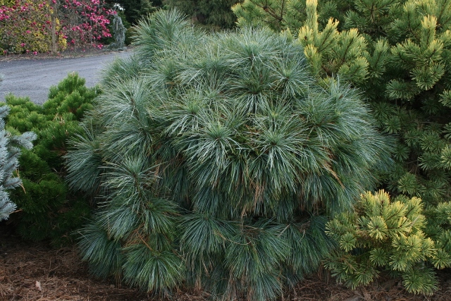 Pinus wallichiana Moidart