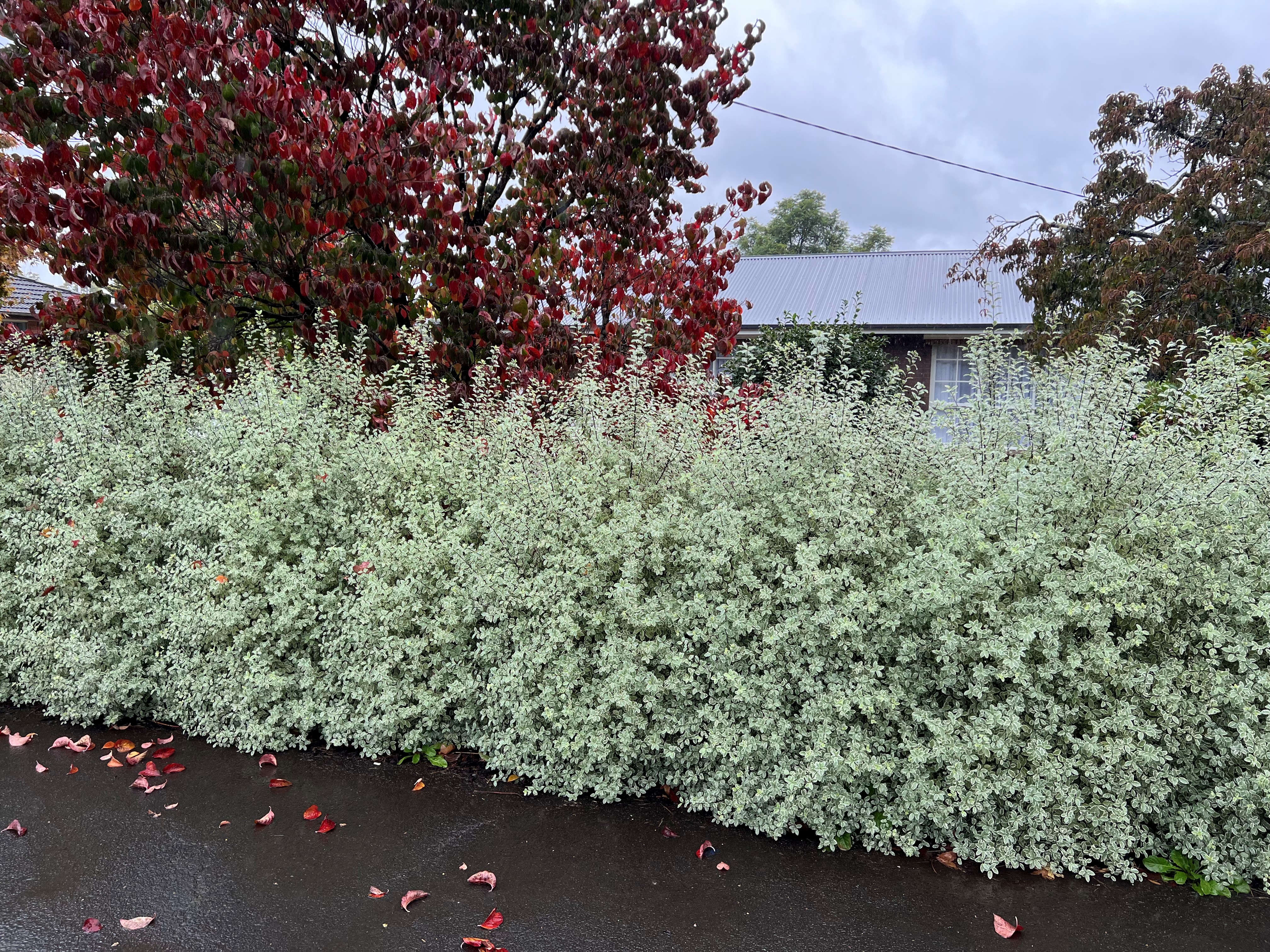 Pittosporum tenuifolium Snow Leopard