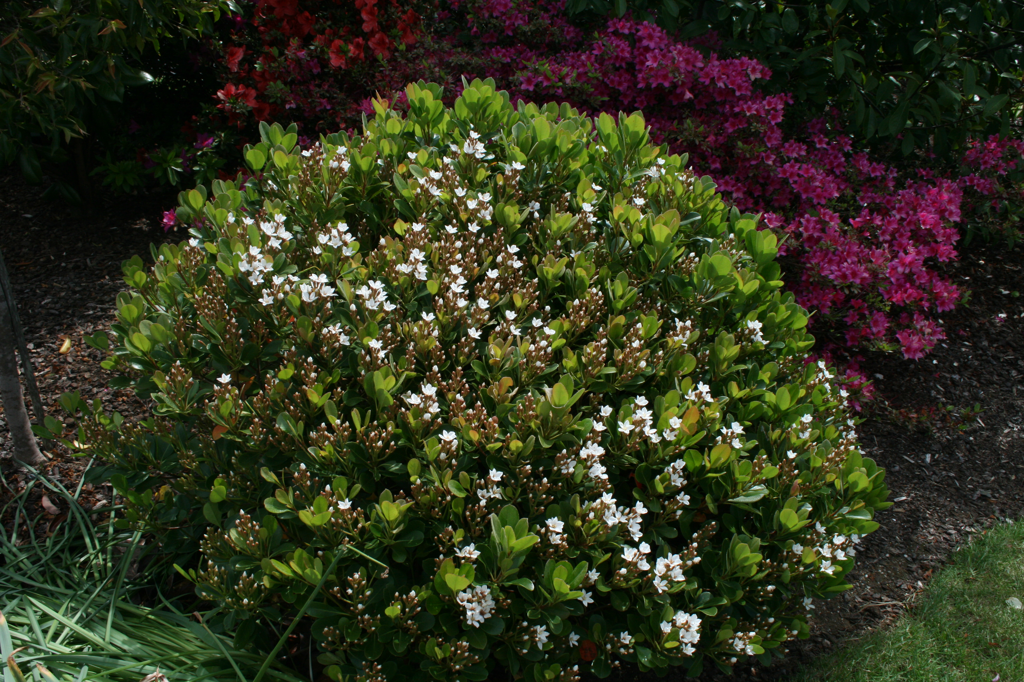 Rhaphiolepis x indica Oriental Pearl PBR