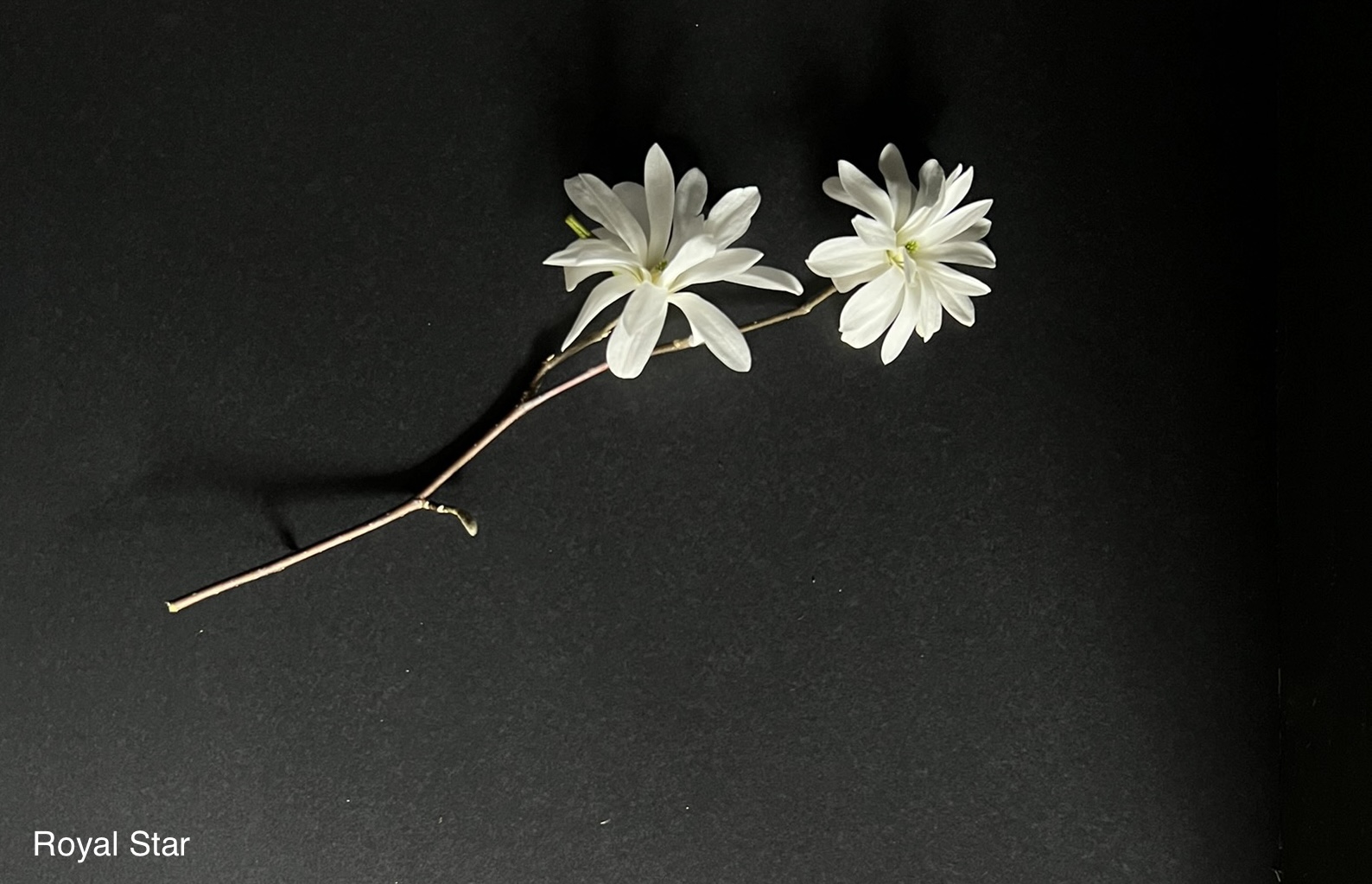 Magnolia stellata Royal Star