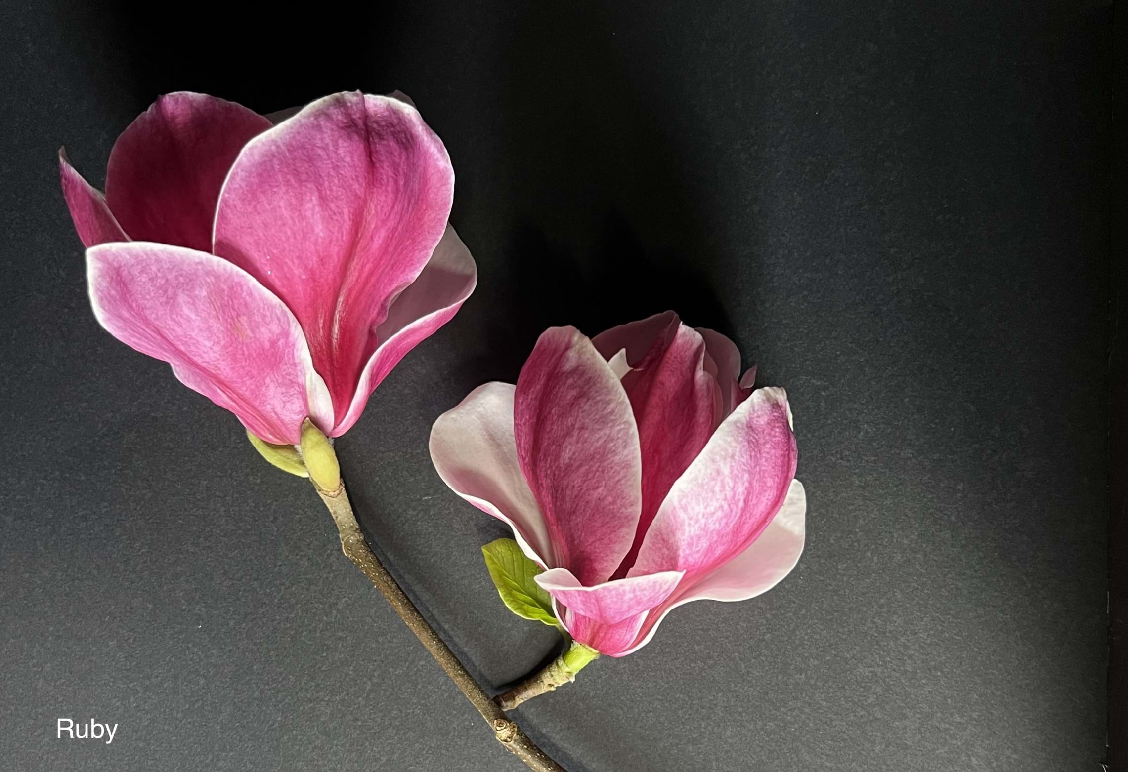 Magnolia soulangeana Ruby