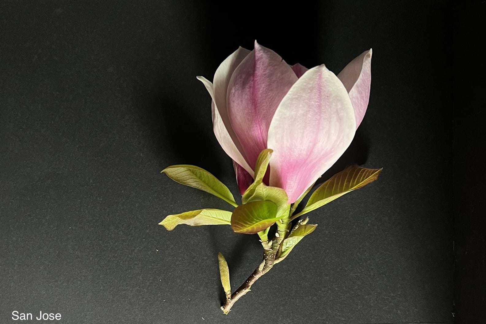 Magnolia soulangeana San Jose