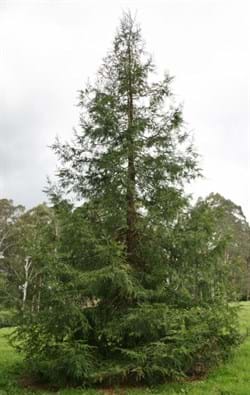 Sequoia sempervirens