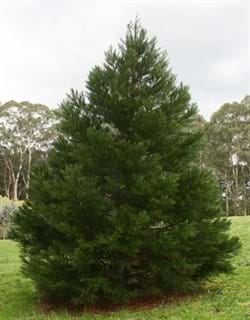 Sequoiadendron giganteum