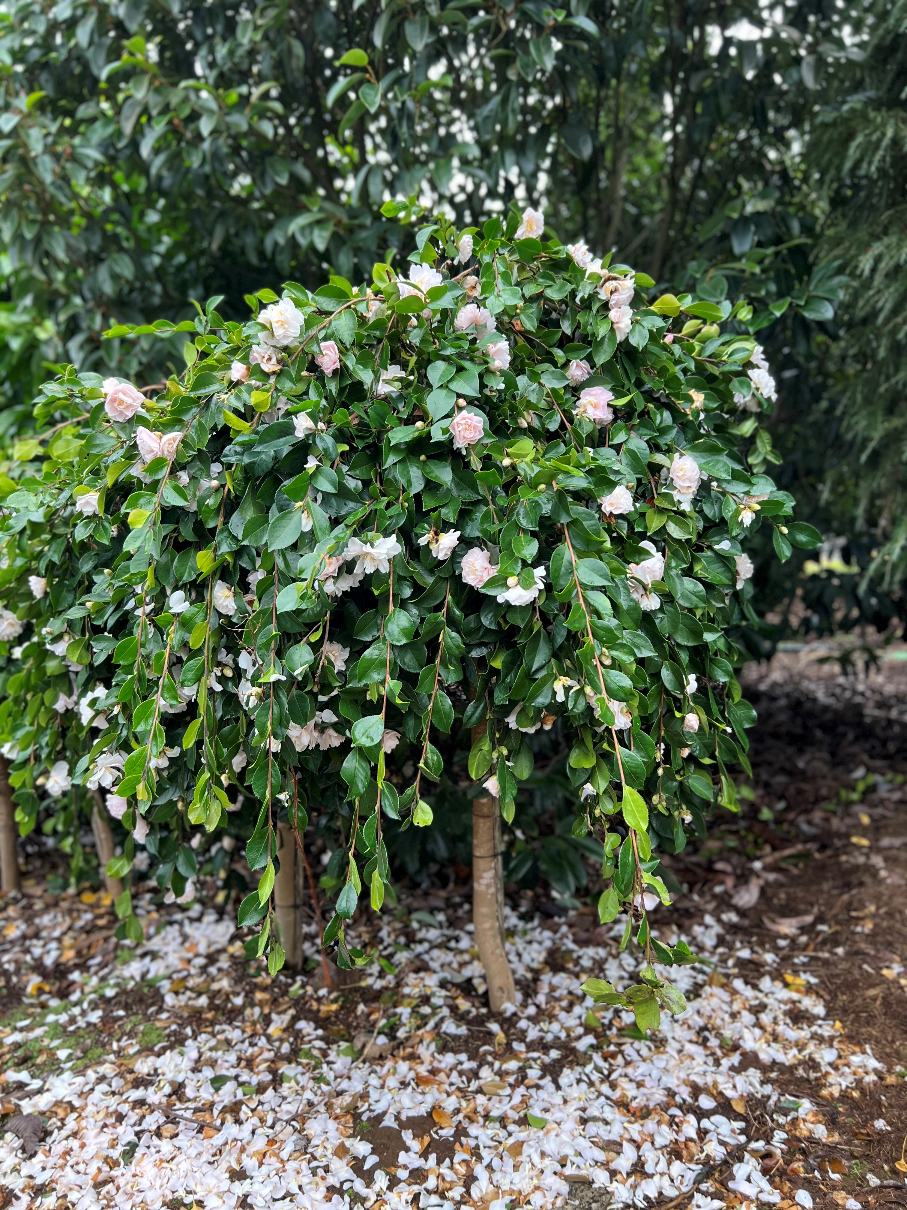 Camellia sasanqua Snow Standard
