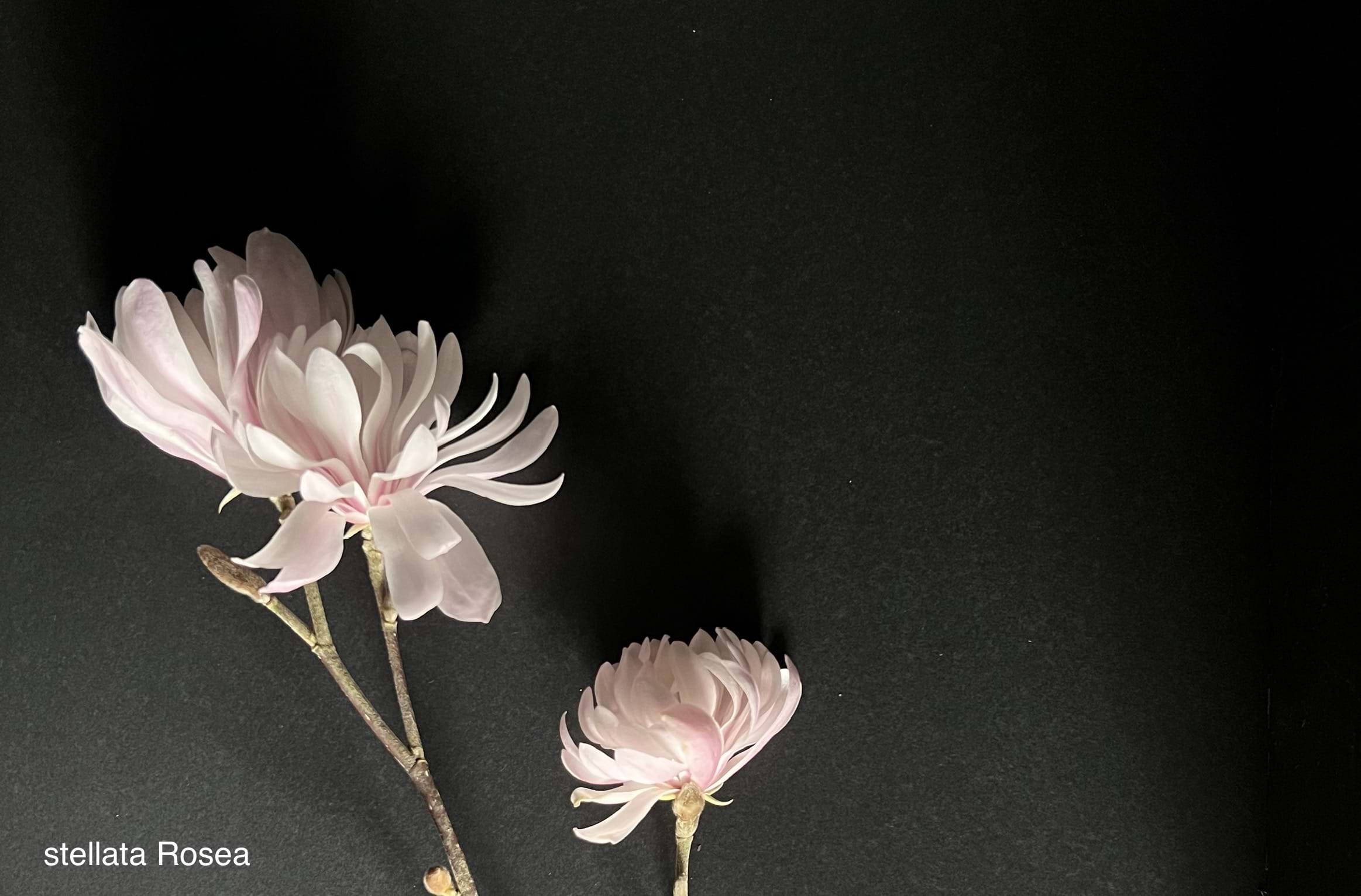 Magnolia stellata Rosea