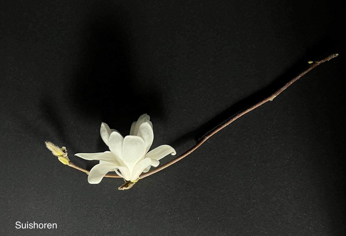 Magnolia Suishoren