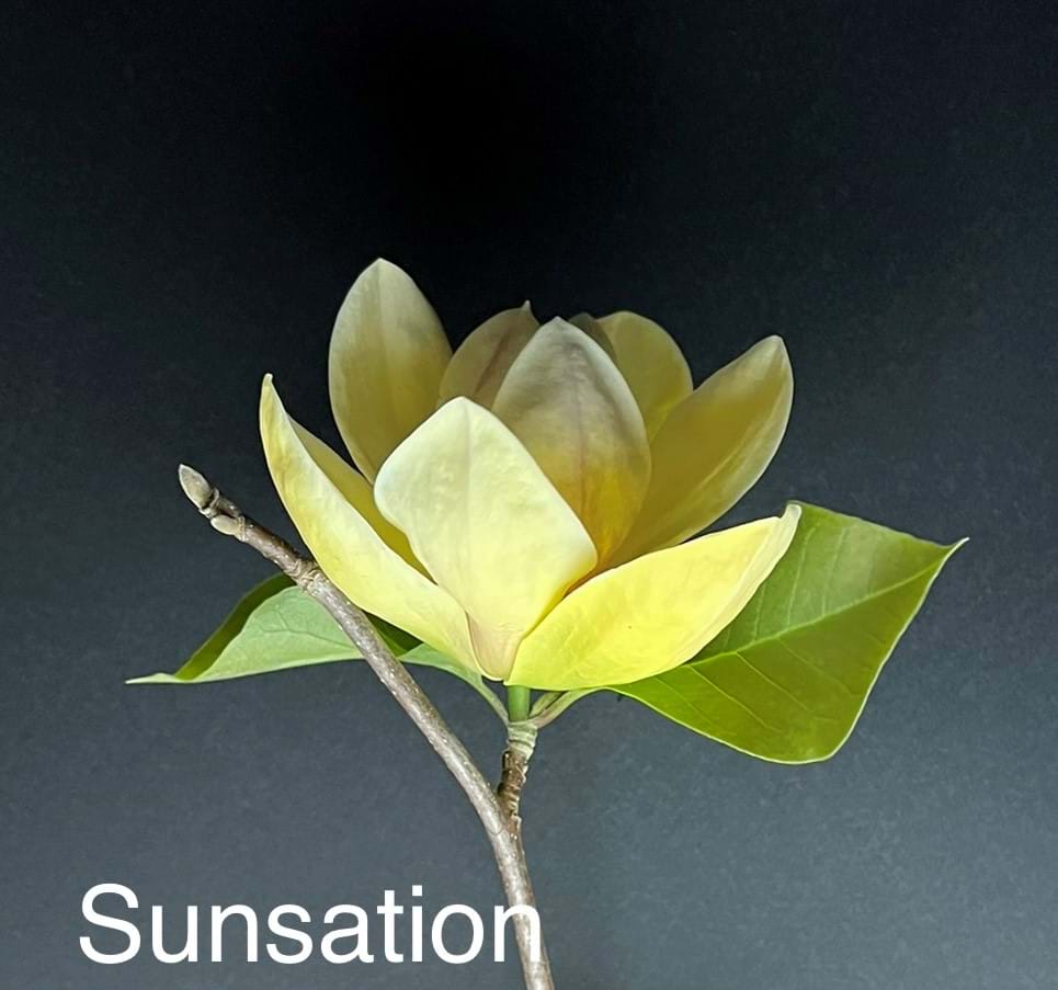 Magnolia Sunsation