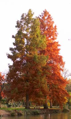 Taxodium distichum