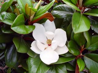 Magnolia grandiflora Teddy Bear