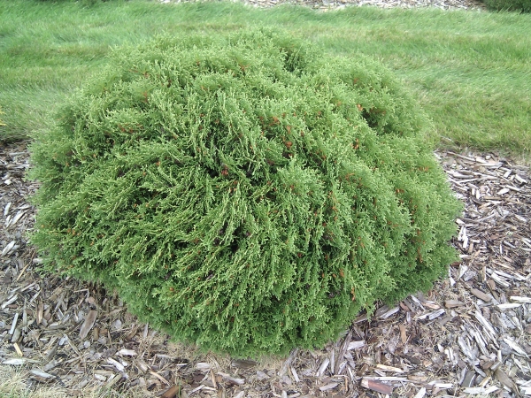 Thuja occidentalis Hetz Midget