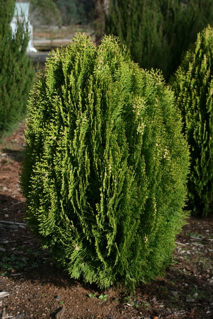 Thuja orientalis Aurea Nana (Golden Biota)