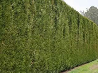 Thuja plicata Fastigiata