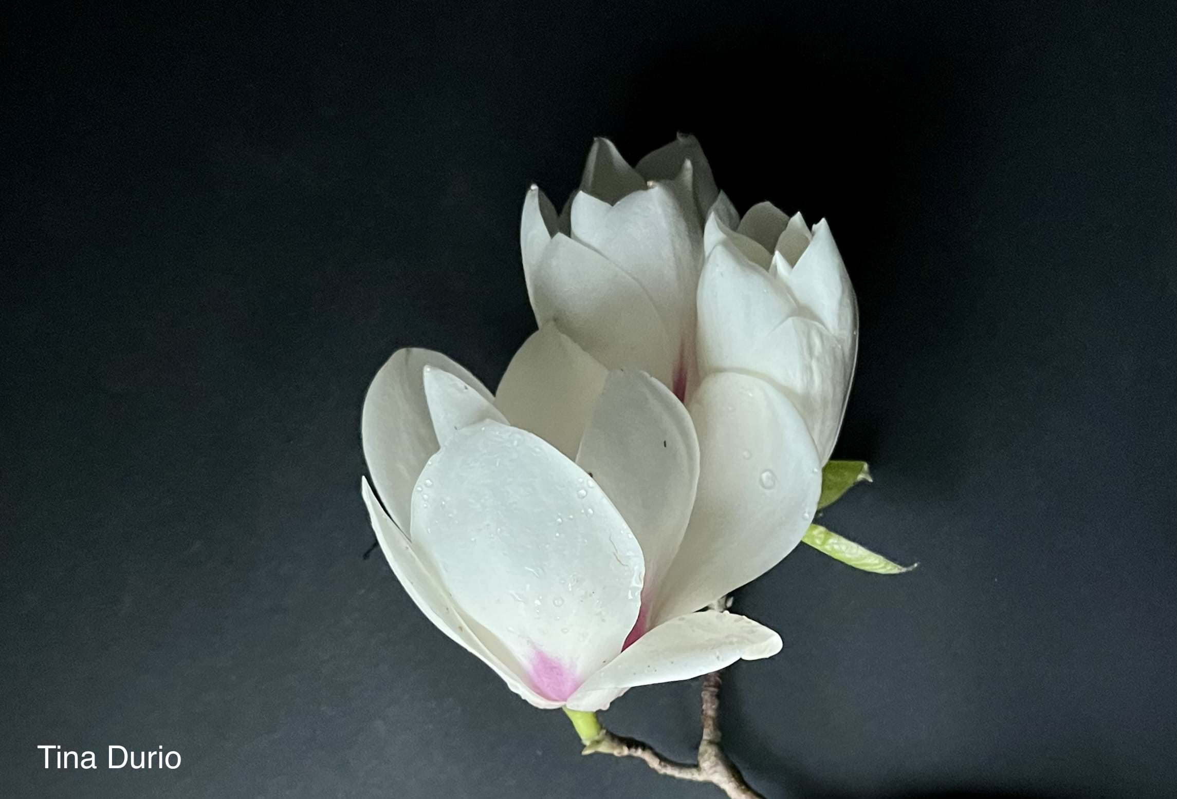 Magnolia Tina Durio