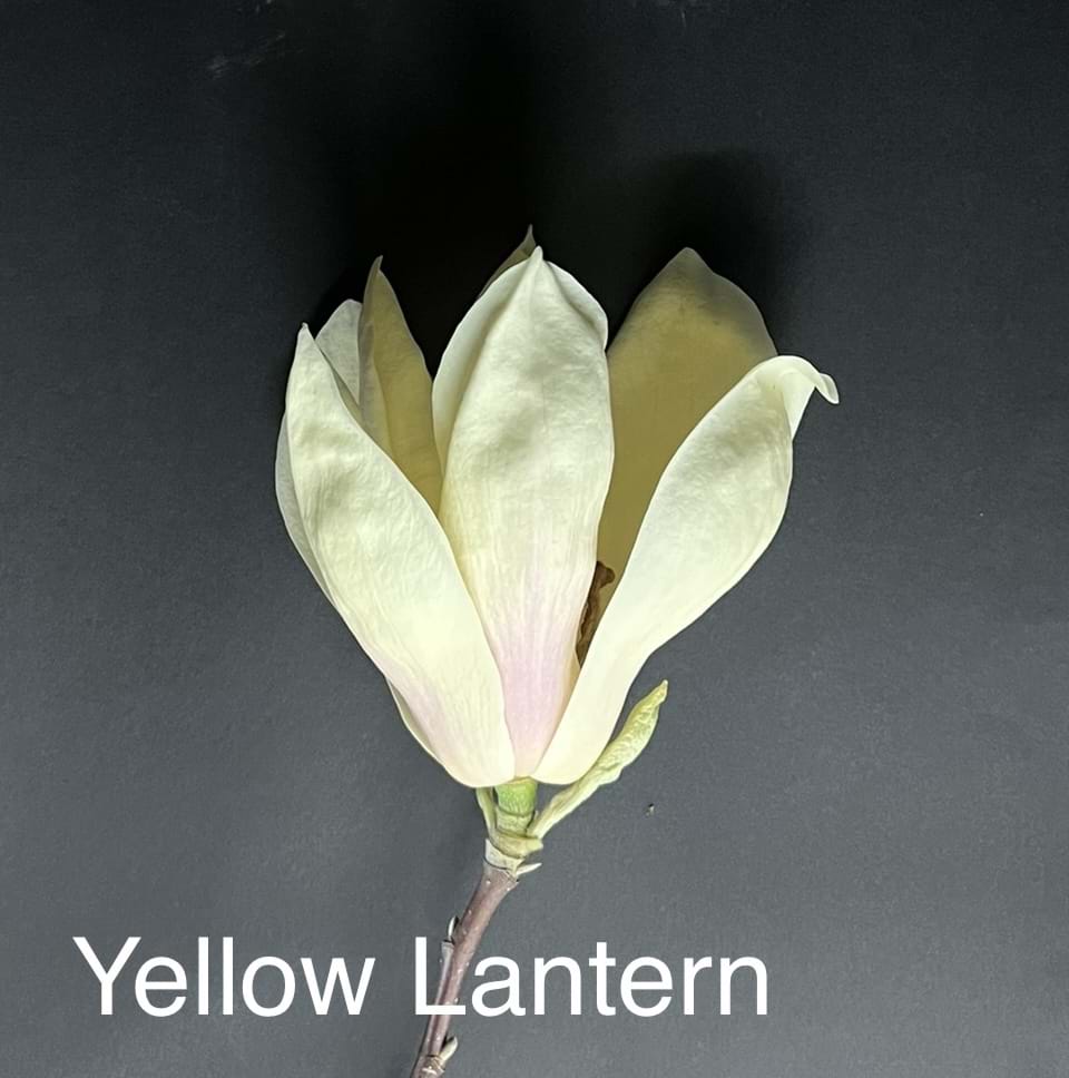 Magnolia Yellow Lantern