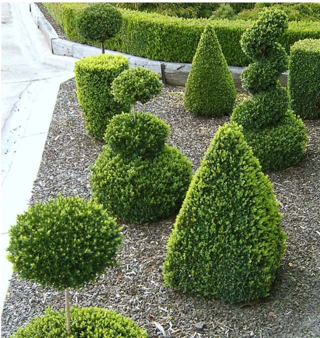 Buxus Topiary