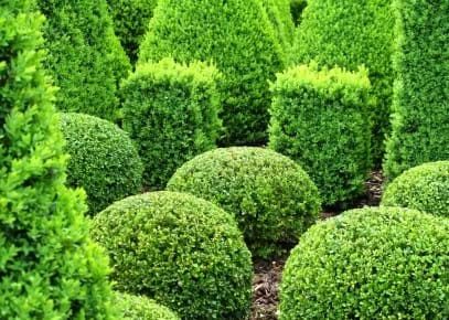 Buxus Topiary
