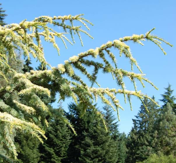Cedrus atlantica Aurea