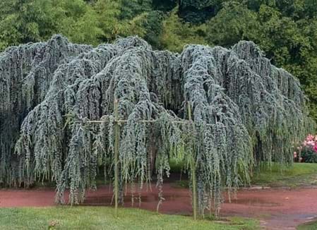 Cedrus atlantica Glauca Pendula