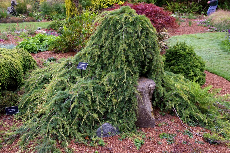 Cedrus libani Sargentii