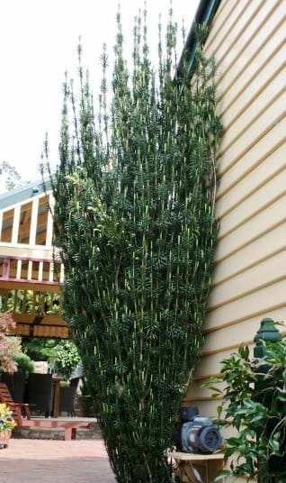 Cephalotaxus harringtonia Fastigiata