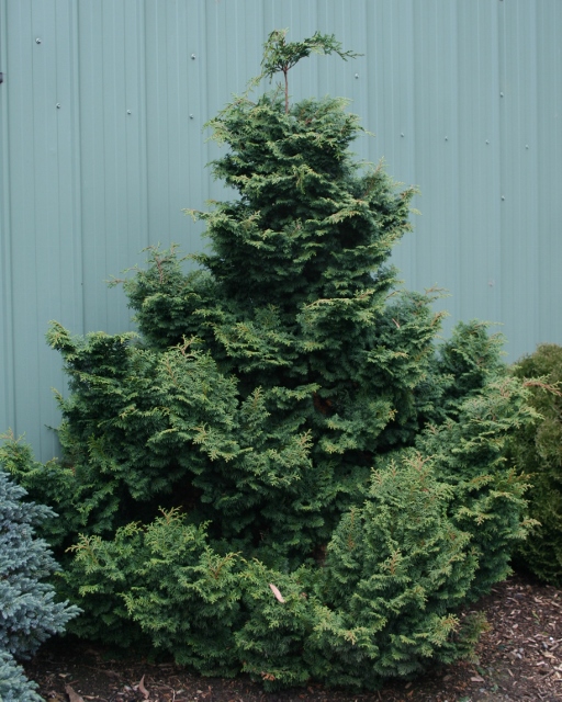 Conifers - Dwarf