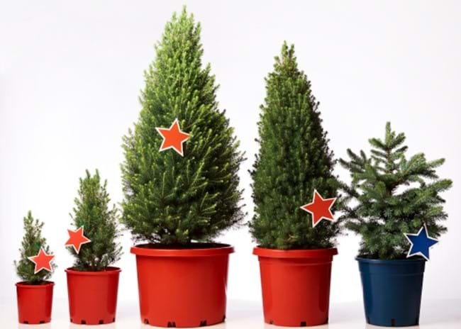 Christmas Trees