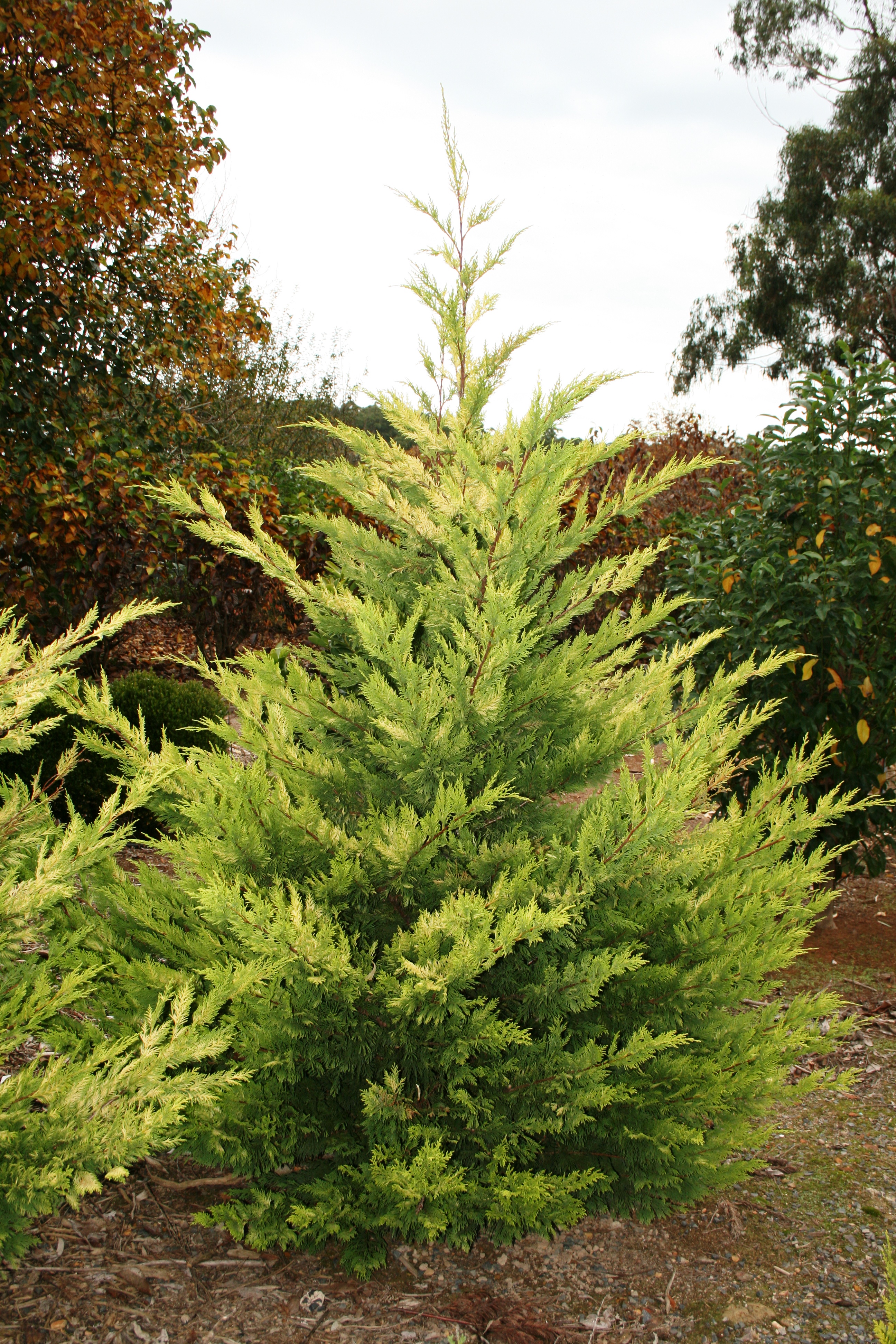 Conifers Hedging / Windbreak