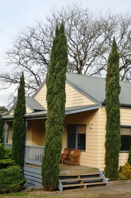 Cupressus sempervirens Glauca