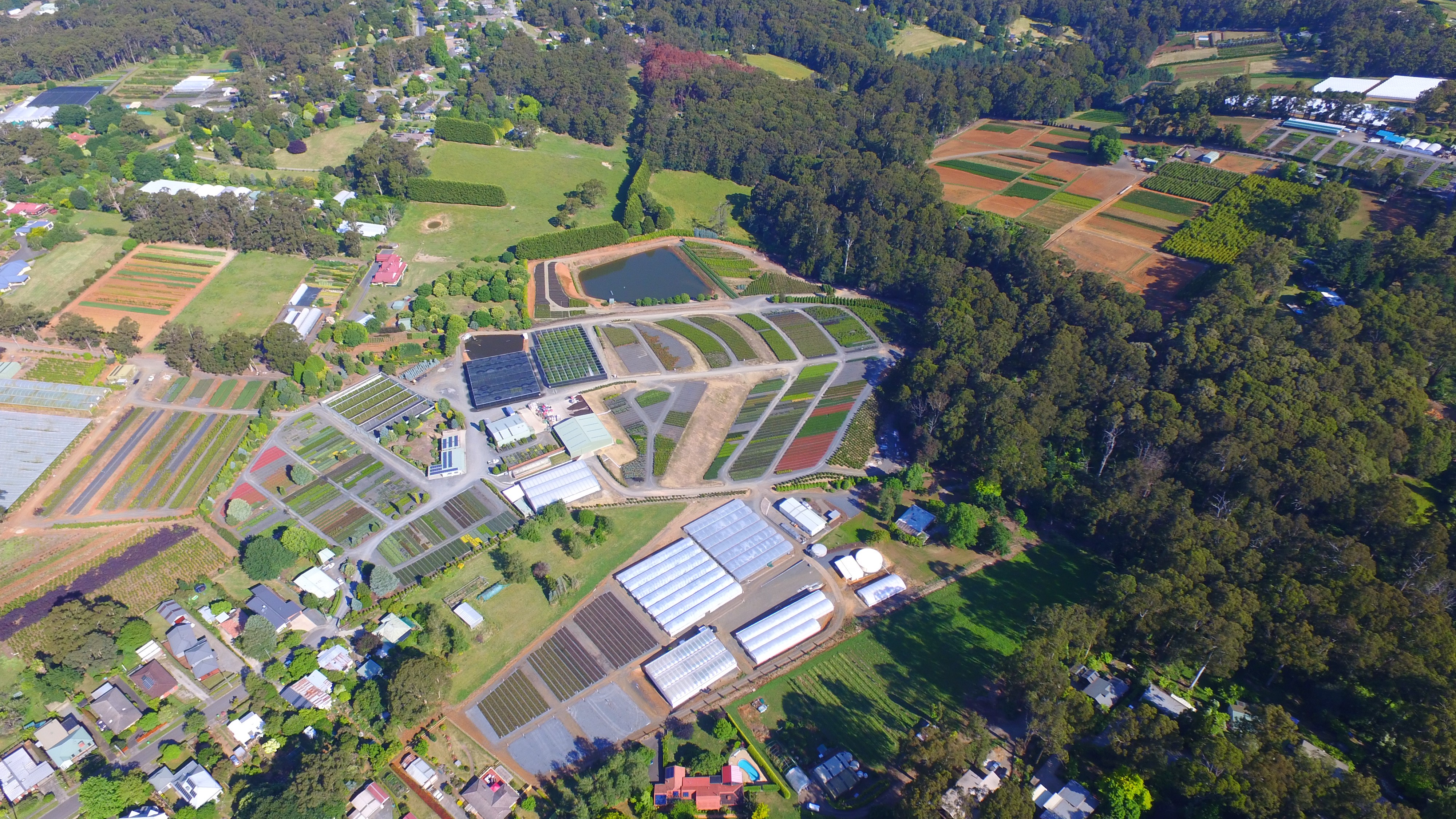 wholesale production nursery