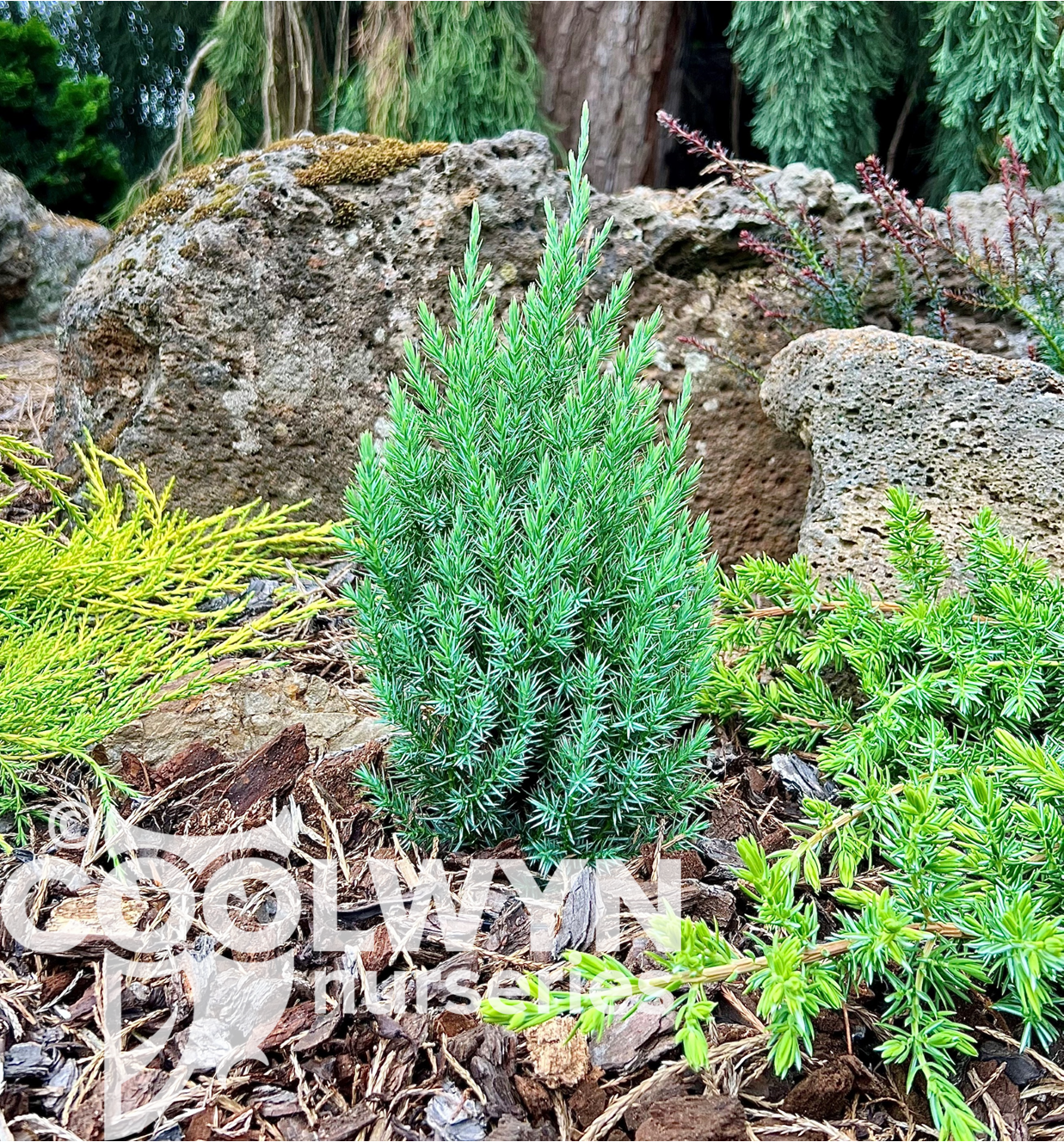 Juniperus chinensis Pyramidalis
