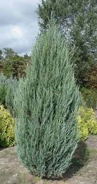 Juniperus virginiana Skyrocket