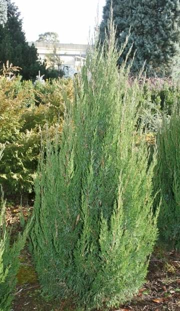 Juniperus virginiana Spartan