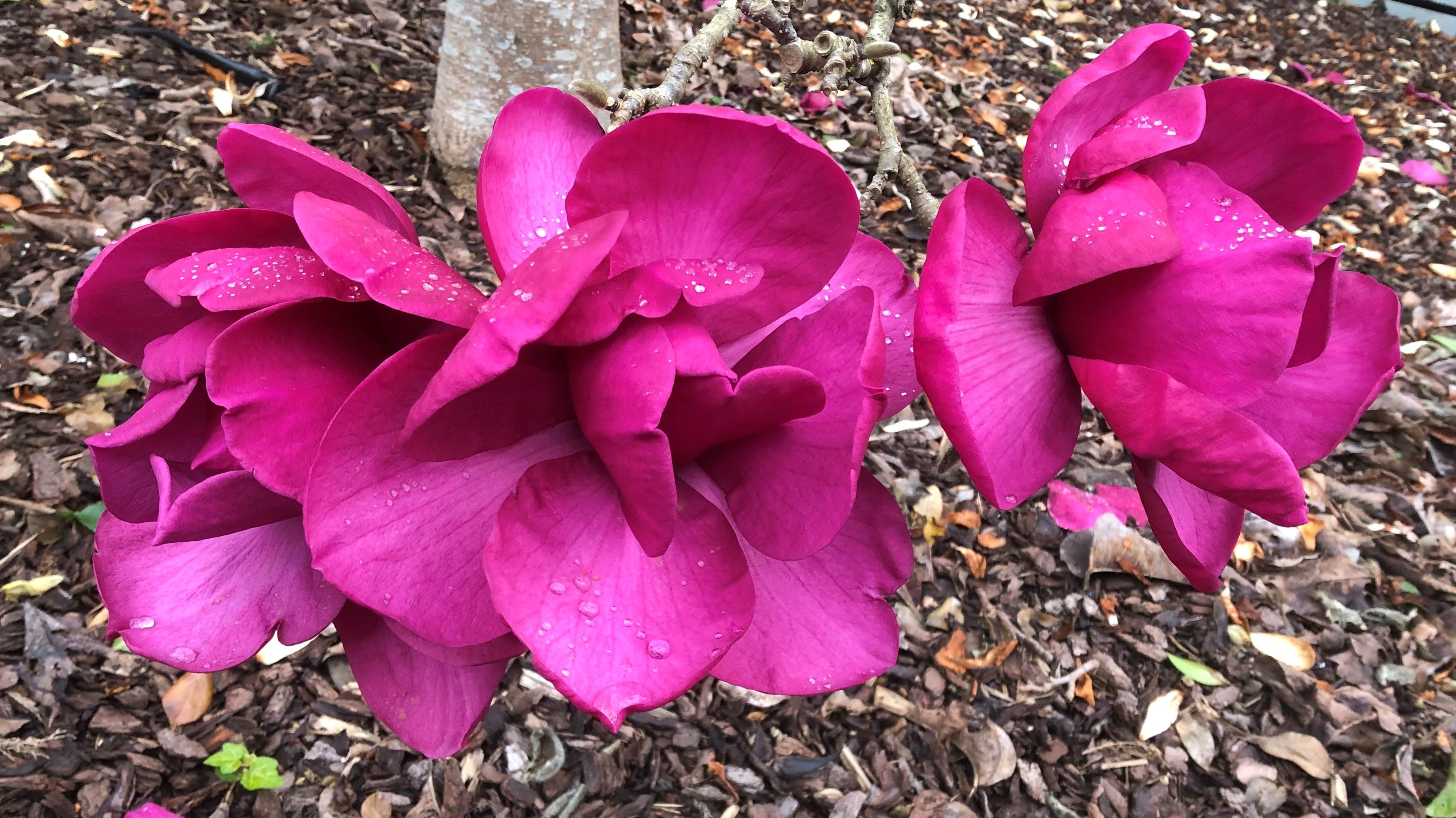 Wholesale production nursery