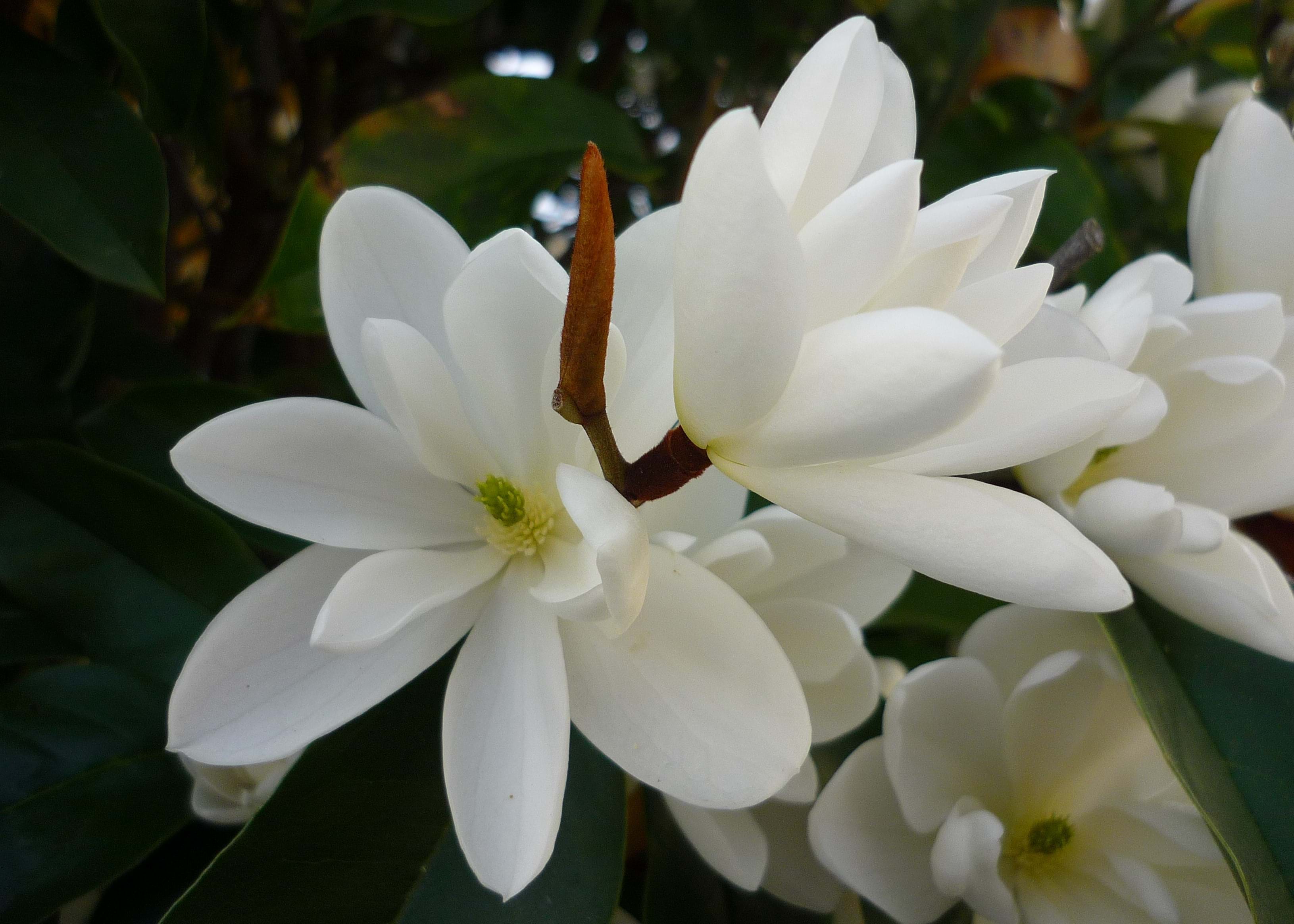 Magnolias (Michelias)
