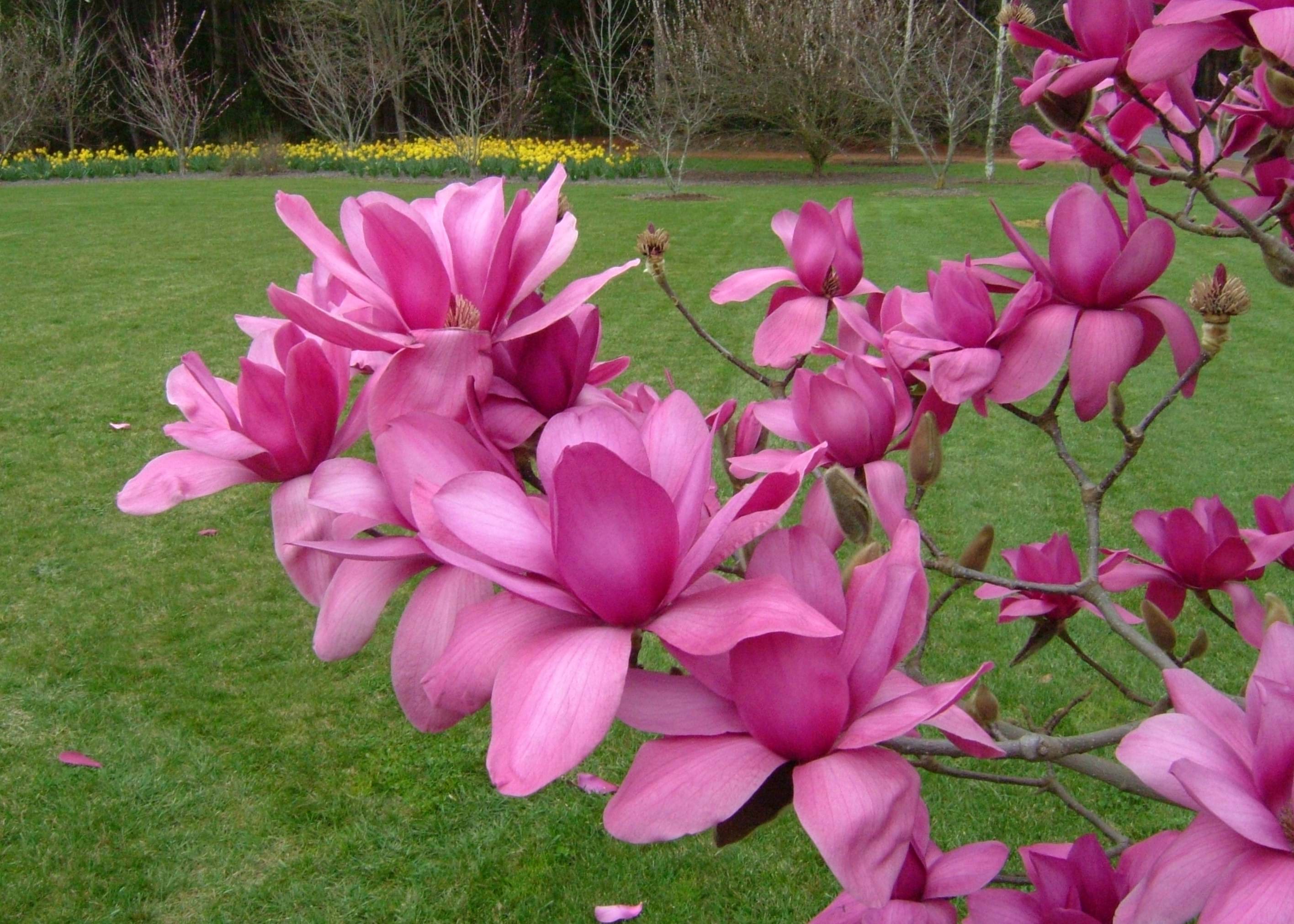 Magnolias Deciduous
