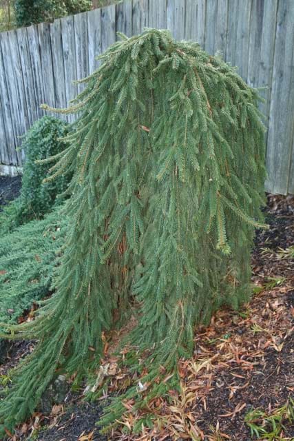 Picea abies Frohburg