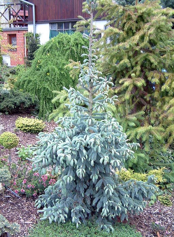 Picea engelmannii Glauca (Blue Englemann Spruce)