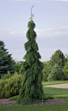 Picea glauca Pendula