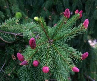 Picea likiangensis Purpurea