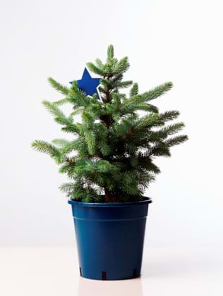 Picea pungens Blue Star TM