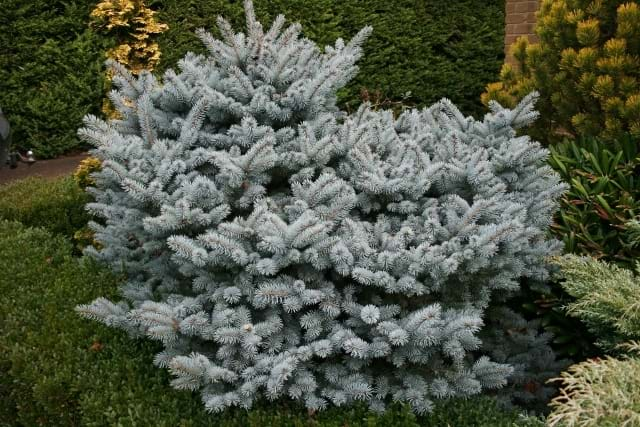 Conifers - Dwarf