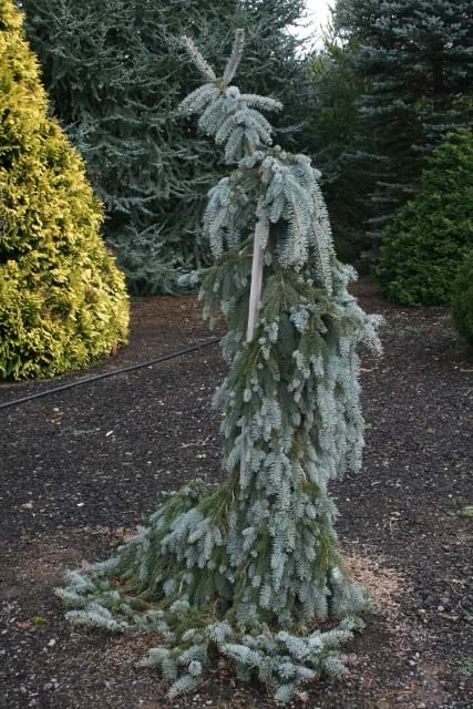 Picea pungens The Blues