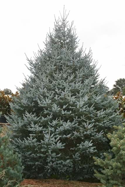 Picea x Blue Sky